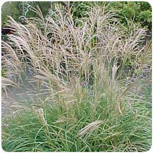 Miscanthus sinensis Adagio Maiden Grass