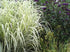 Miscanthus sinensis Dixieland Maiden Grass image credit Walters Gardens Inc