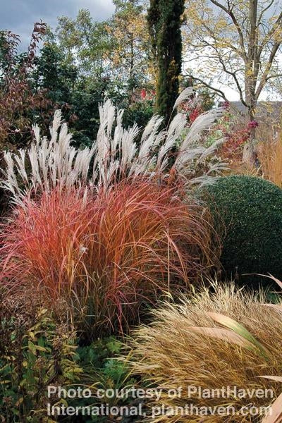 Miscanthus sinensis Fire Dragon Maiden Grass image credit Norview Gardens and Plant Haven