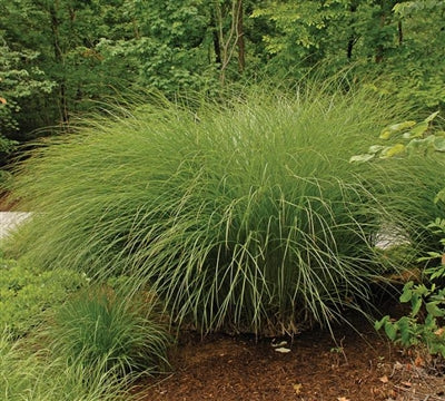 Miscanthus sinensis Gracillimus Maiden Grass