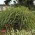 Miscanthus sinensis Little Zebra Maiden Grass image credit Walters Gardens