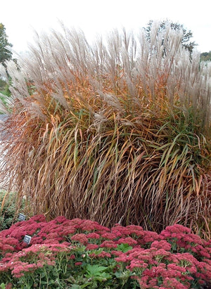 Miscanthus sinensis Purpurascens Maiden Grass image credit Photo credit: Walters Gardens Inc.