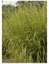 Miscanthus sinensis Strictus (Porcupine) Maiden Grass image credit Walters Gardens Inc