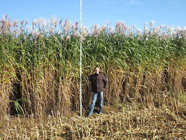 Miscanthus giganteus (floridulus) Maiden Grass