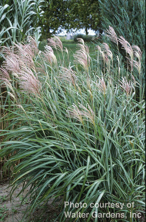 Miscanthus sinensis Huron Blush Maiden Grass Image Credit: Norview Gardens and Walters Gardens 