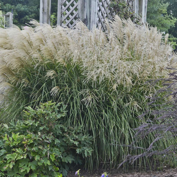 Miscanthus sinensis Huron Sunrise Maiden Grass aged plumes. Image Credit: Walters Gardens, Inc