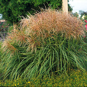 Miscanthus sinensis Huron Sunrise Maiden Grass Image Credit: Walters Gardens, Inc