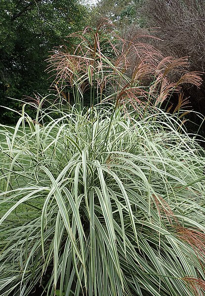 Miscanthus sinensis Variegatus Maiden Grass