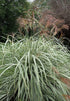 Miscanthus sinensis Variegatus Maiden Grass Image Credit: Krzysztof Ziarnek, Kenraiz, CC BY-SA 4.0 <https://creativecommons.org/licenses/by-sa/4.0>, via Wikimedia Commons