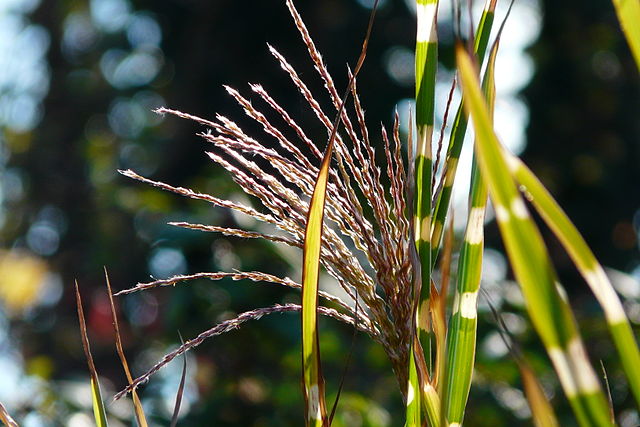 Miscanthus sinensis Zebrinus (Zebra) Maiden Grass Seed Head Image Credit: Schnobby, CC BY-SA 3.0 <https://creativecommons.org/licenses/by-sa/3.0>, via Wikimedia Commons