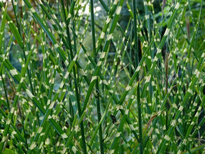 Miscanthus sinensis Zebrinus (Zebra) Maiden Grass Image Credit: Dinkum, CC0, via Wikimedia Commons