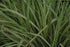 Molinia caerulea Variegata Moor Grass Image Credit: Andy Mabbett, CC BY-SA 4.0 <https://creativecommons.org/licenses/by-sa/4.0>, via Wikimedia Commons