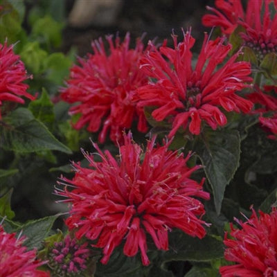Monarda didyma Pardon My Cerise PW Bee Balm
