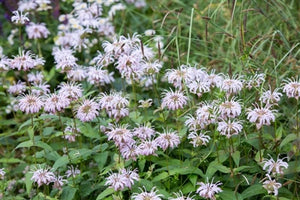 Monarda bradburiana Bee Balm image credit Stonehouse Nursery