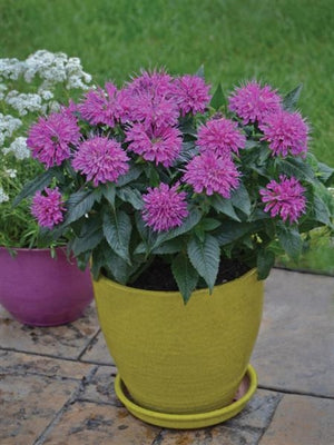 Monarda didyma Pardon My Purple PW Bee Balm image credit Walters Gardens Inc.