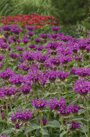 Monarda didyma Purple Rooster Bee Balm image credit Photo credit: Walters Gardens Inc.