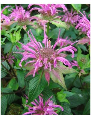 Monarda fistulosa Bee Balm