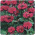 Monarda hybrid Fireball Bee Balm image credit Ball Horticultural Company