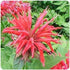 Monarda hybrid Gardenview Scarlet Bee Balm image credit Ball Horticultural Company