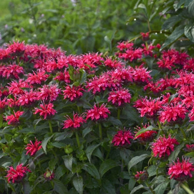 Monarda hybrid Sugar Buzz Cherry Pops Bee Balm