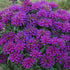 Monarda hybrid Sugar Buzz Grape Gumball Bee Balm image credit Walters Gardens