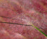 Muhlenbergia capillaris Pink Muhley Grass Image Credit: North Creek Nurseries