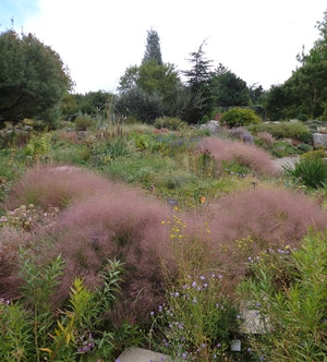 Muhlenbergia reverchonii Undaunted Muhley Grass