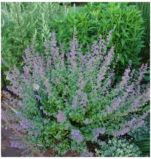 Nepeta hybrid Dropmore Blue Catmint