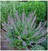Nepeta hybrid Dropmore Blue Catmint image credit Northcreek Nurseries