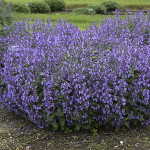 Nepeta hybrid Picture Purrfect Catmint image credit Walters Gardens
