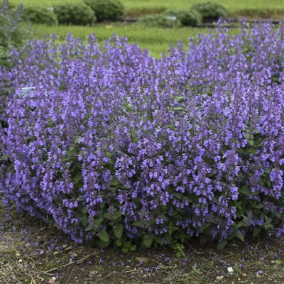 Nepeta hybrid Picture Purrfect Catmint