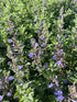 Nepeta faassenii Purrsian Blue Catmint Image Credit: Millgrove Perennials