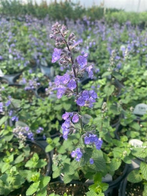 Nepeta hybrid Cats Pajamas PW Catmint Image Credit: Millgrove Perennials 