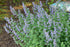 Nepeta racemosa Blue Wonder Catmint Image Credit Stonehouse Nursery