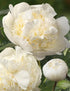Paeonia hybrid Bridal Shower Garden Peony image credit Ball Horticulture