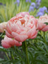 Paeonia hybrid Coral Charm Peony image credit Ball Horticultural Company