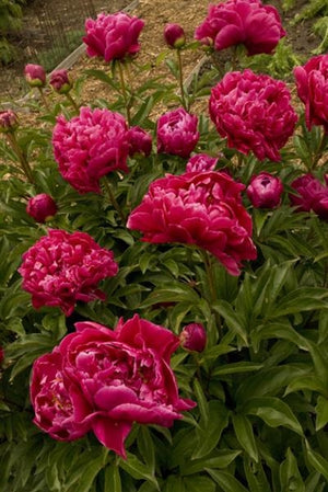 Paeonia lactiflora Karl Rosenfield Peony image credit Walters Gardens Inc