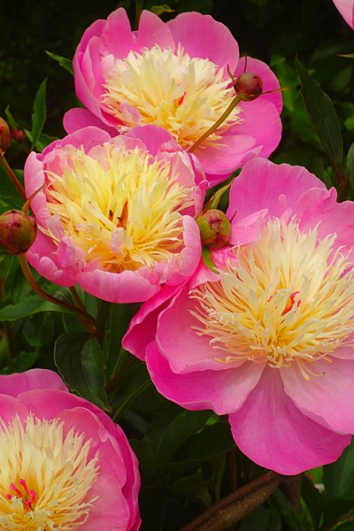 Paeonia lactiflora Bowl of Beauty (single) Peony Image Credit: WelshDave, CC BY-SA 4.0 <https://creativecommons.org/licenses/by-sa/4.0>, via Wikimedia Commons