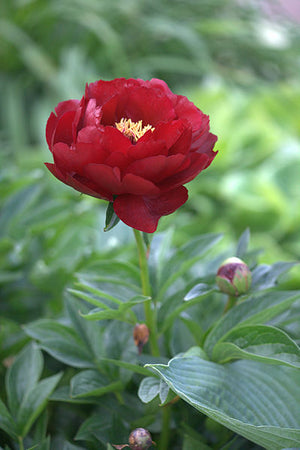 Paeonia lactiflora Buckeye Belle Peony Image Credit: Averater, CC BY-SA 3.0 <https://creativecommons.org/licenses/by-sa/3.0>, via Wikimedia Commons