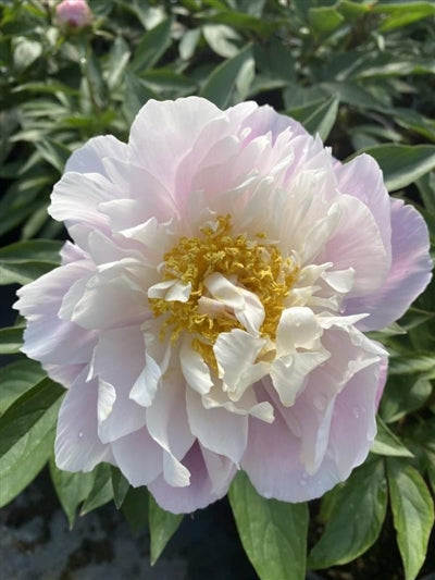 Paeonia lactiflora Catharina Fontijn Peony