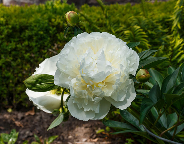Paeonia lactiflora Duchesse de Nemours Peony Image Credit: Dominicus Johannes Bergsma, CC BY-SA 4.0 <https://creativecommons.org/licenses/by-sa/4.0>, via Wikimedia Commons
