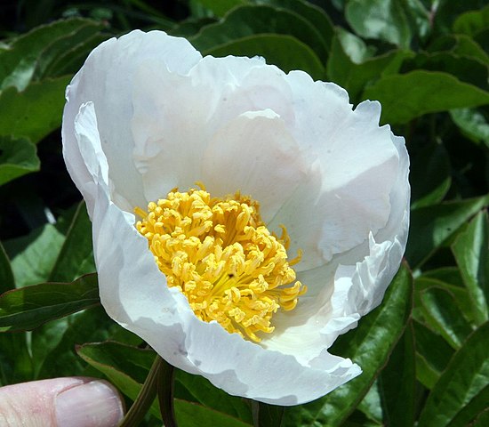Paeonia lactiflora Krinkled White Peony Image Credit: Photo by David J. Stang, CC BY-SA 4.0 <https://creativecommons.org/licenses/by-sa/4.0>, via Wikimedia Commons