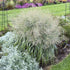 Panicum virgatum Niagara Falls PW Switch Grass image credit Walters Gardens