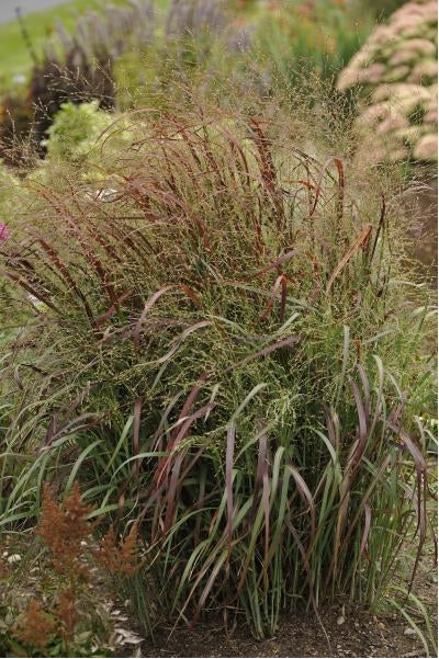 Panicum virgatum Prairie Fire Switch Grass