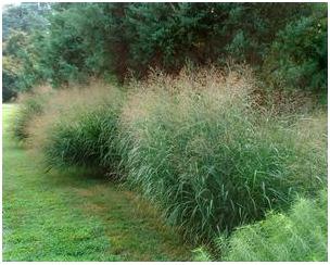 Panicum virgatum Switch Grass
