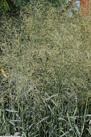 Panicum virgatum Prairie Sky Switch Grass Image Credit: Photo by David J. Stang, CC BY-SA 4.0 <https://creativecommons.org/licenses/by-sa/4.0>, via Wikimedia Commons