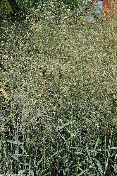 Panicum virgatum Prairie Sky Switch Grass
