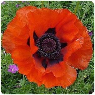 Papaver orientale Allegro Poppy image credit Ball Horticultual Company