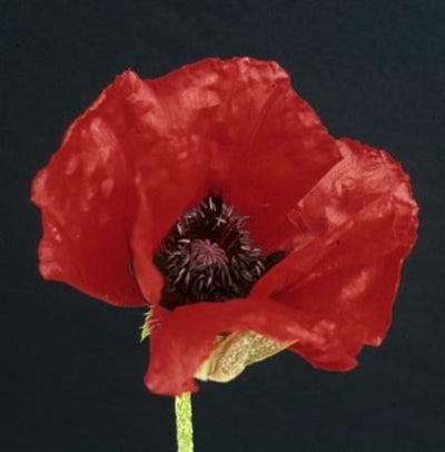 Papaver orientale Beauty of Livermere Poppy