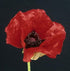 Papaver orientale Beauty of Livermere Poppy image credit Walters Gardens Inc